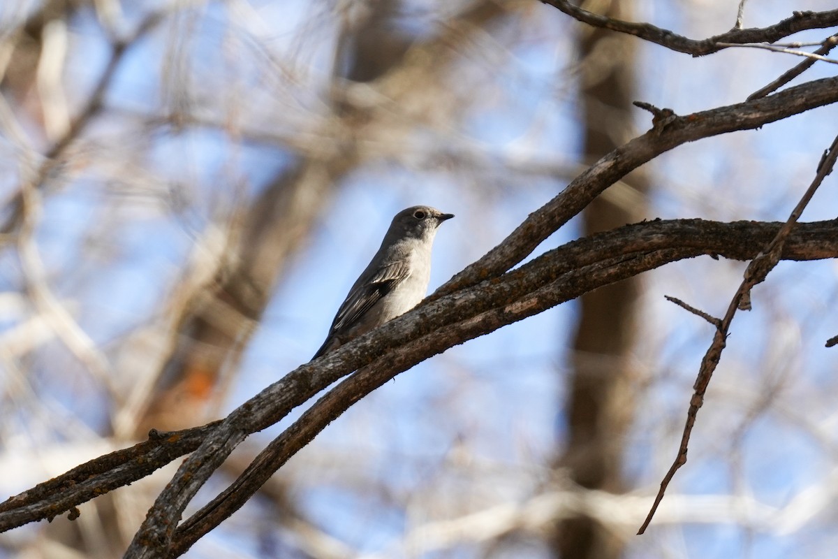 Townsend's Solitaire - ML610782656