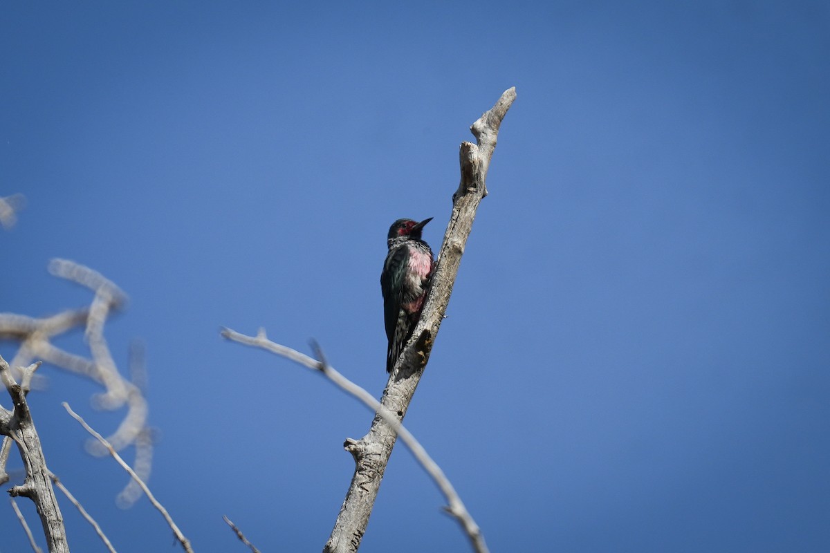 Lewis's Woodpecker - ML610782695