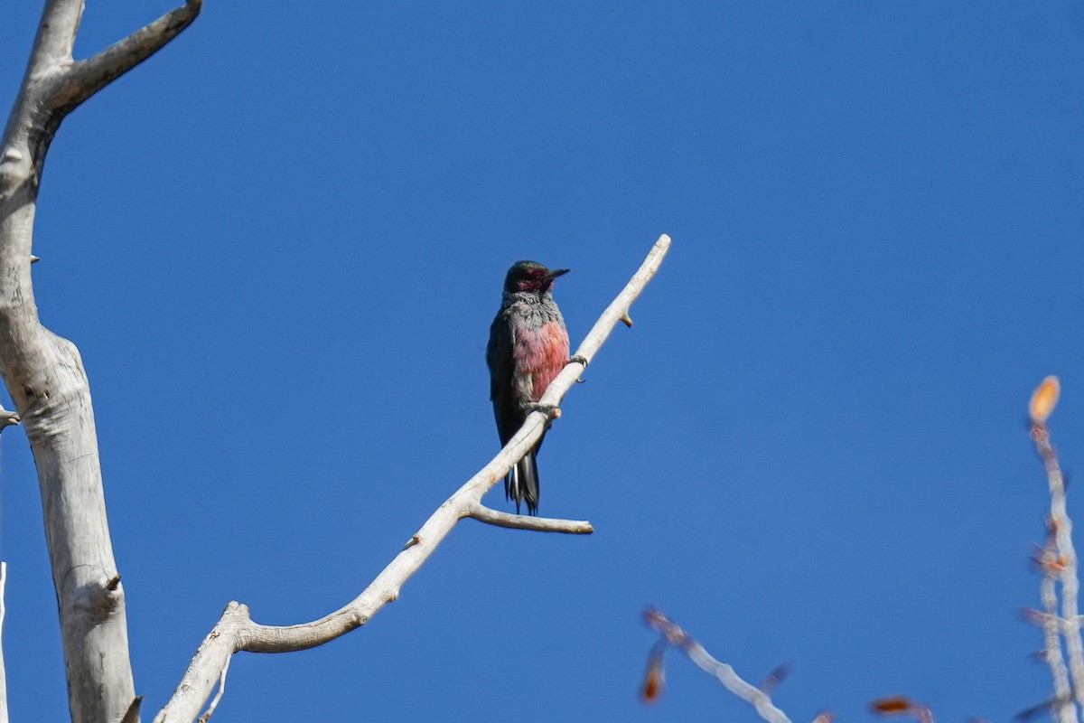 Lewis's Woodpecker - ML610782696