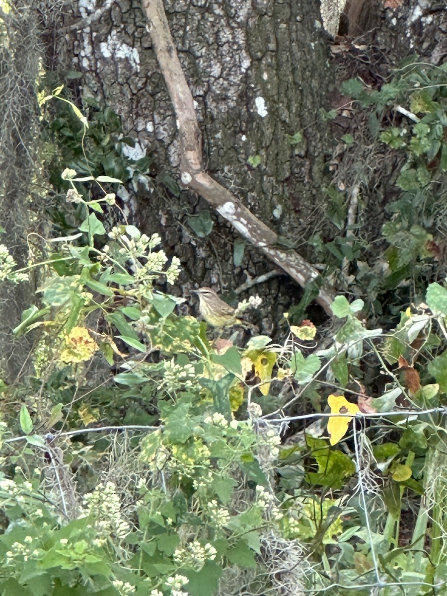 Palm Warbler - ML610782711