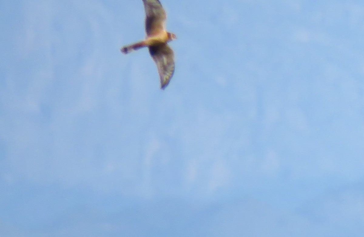 Pallid Harrier - ML610782723