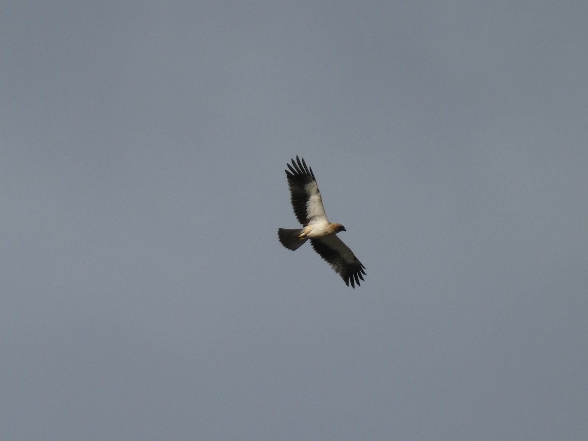 Booted Eagle - ML610782731