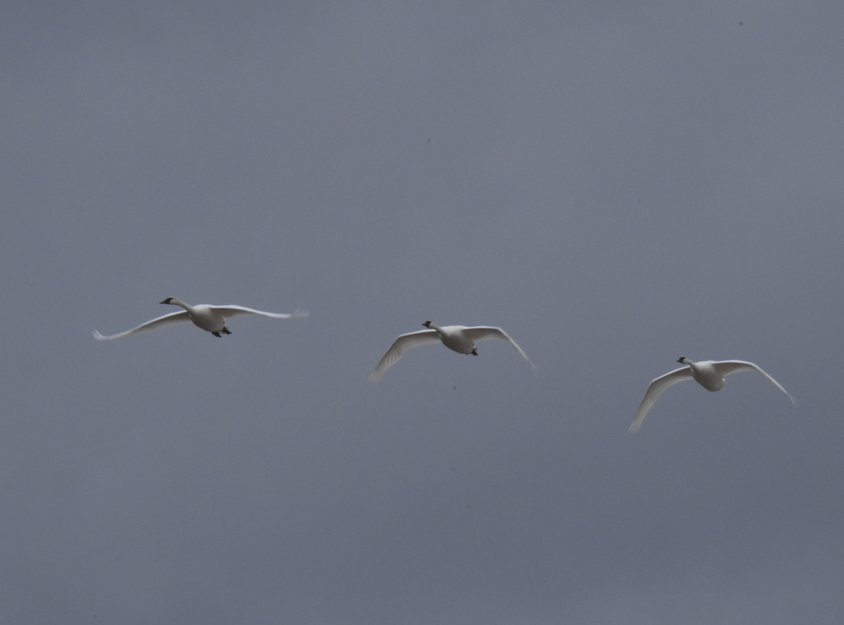 Trumpeter Swan - ML610782739