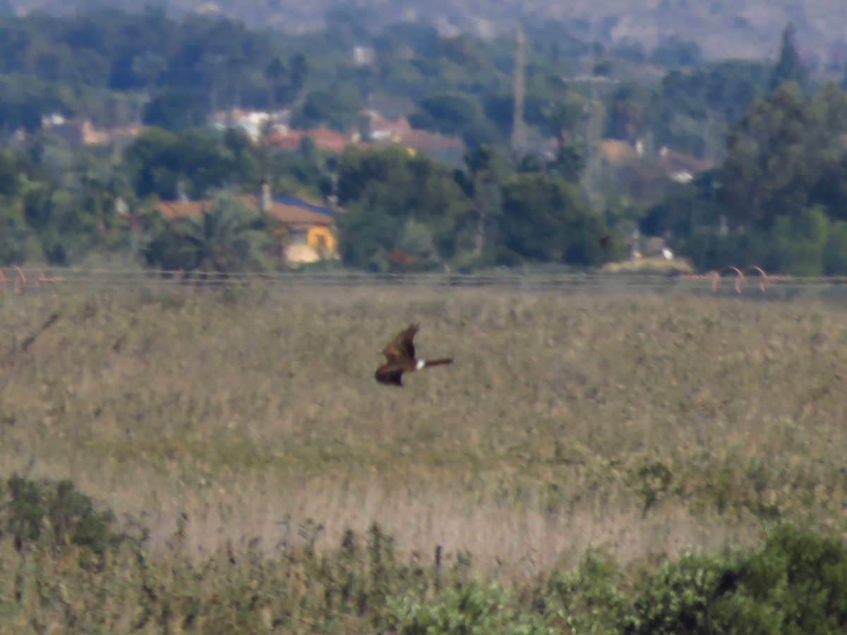 Pallid Harrier - ML610782744
