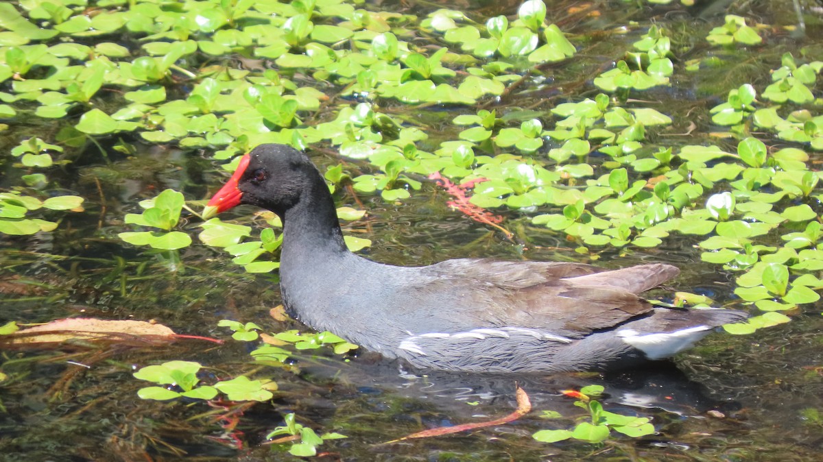 Gallinule d'Amérique - ML610782753