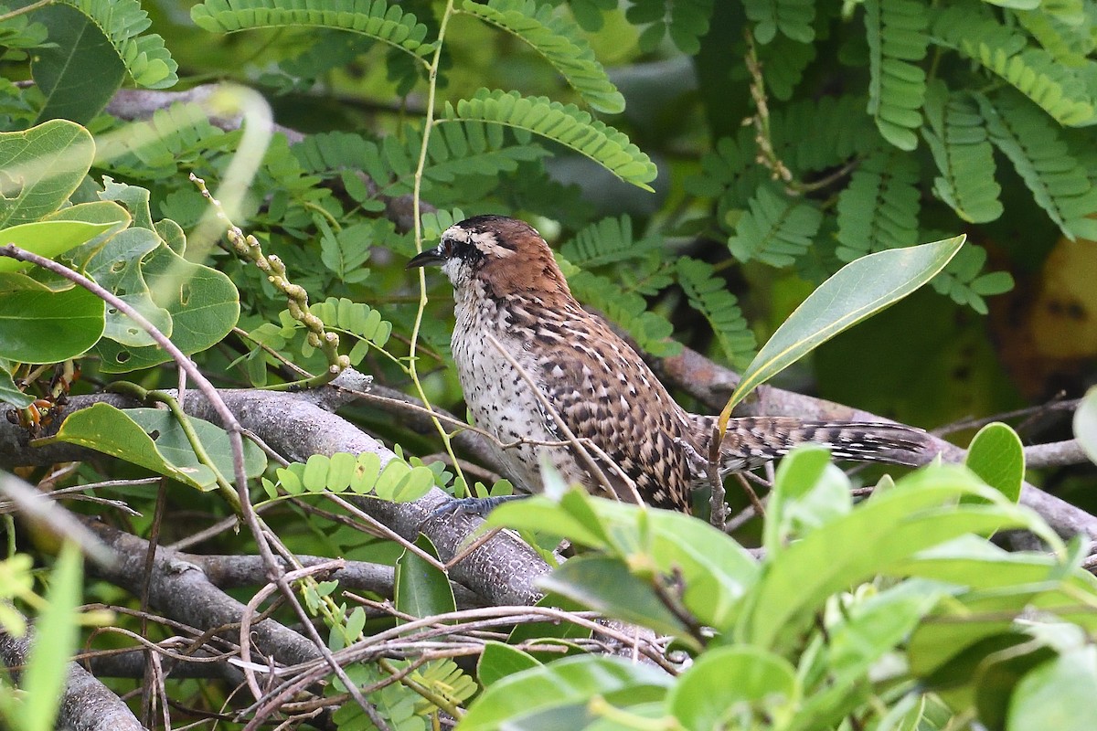 Rufous-naped Wren (Veracruz) - ML610782789