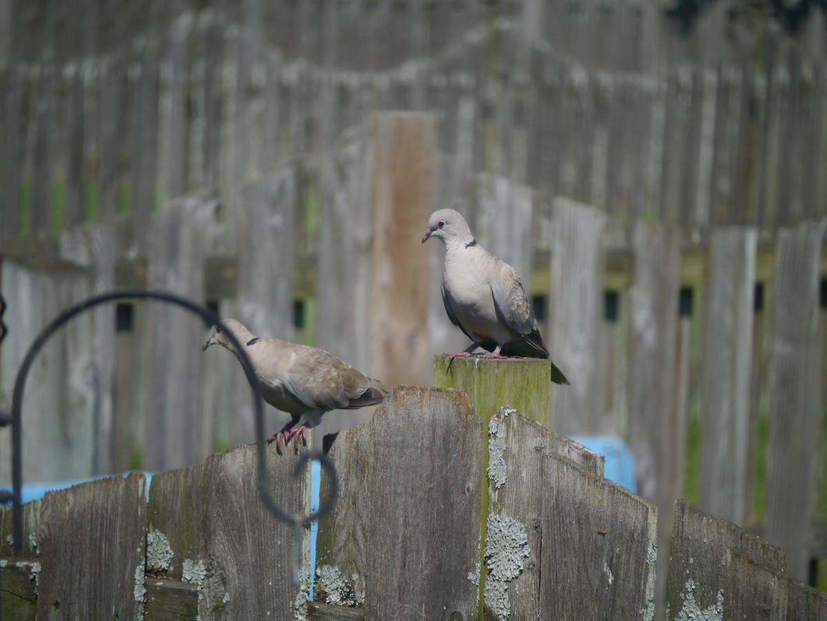 Eurasian Collared-Dove - ML610782791