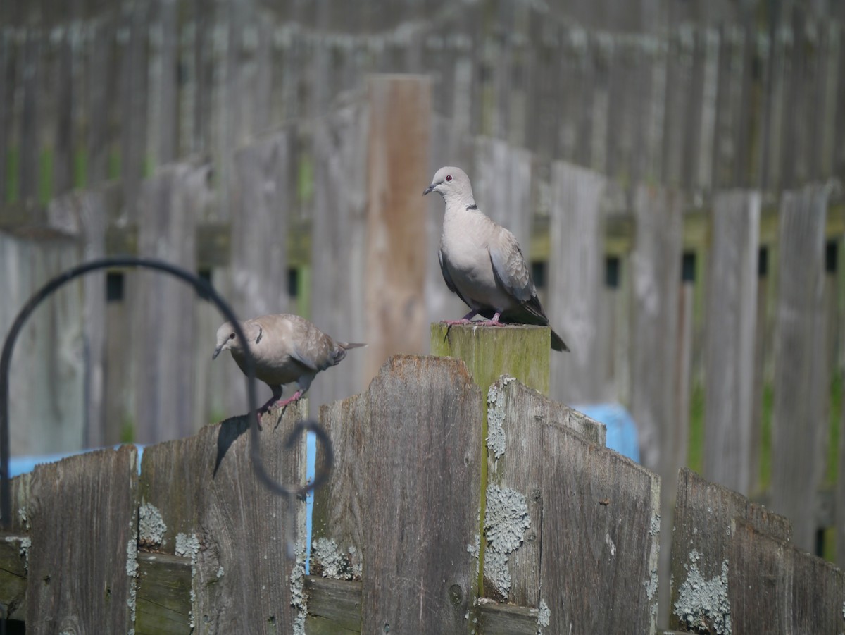 Eurasian Collared-Dove - Ted 🦃