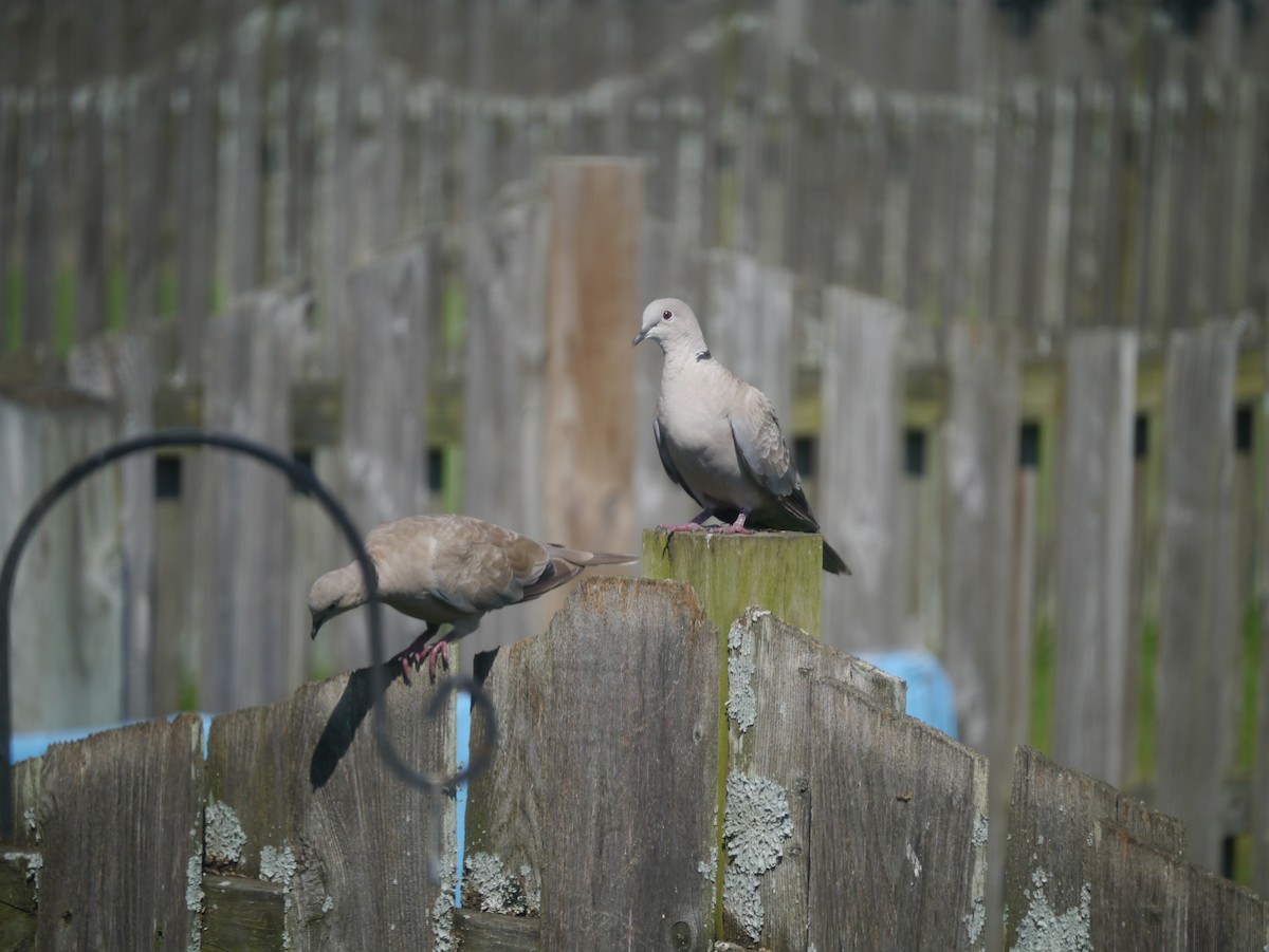 Eurasian Collared-Dove - Ted 🦃