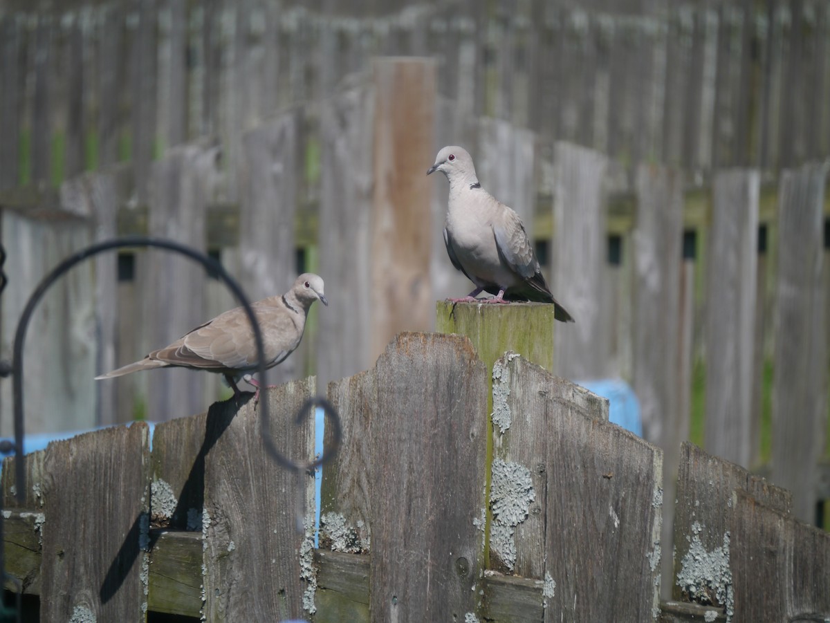 Eurasian Collared-Dove - Ted 🦃