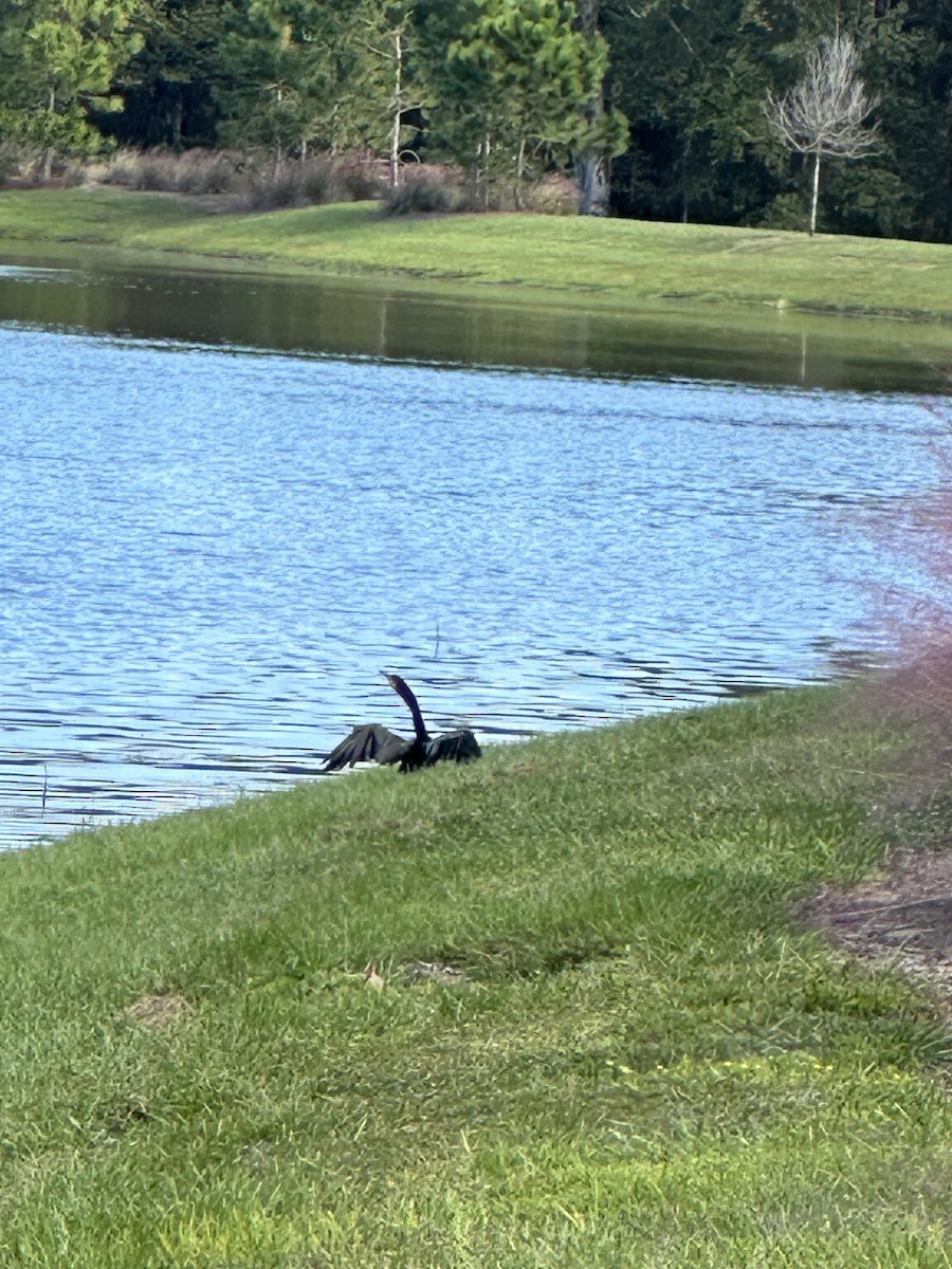Anhinga - ML610782809