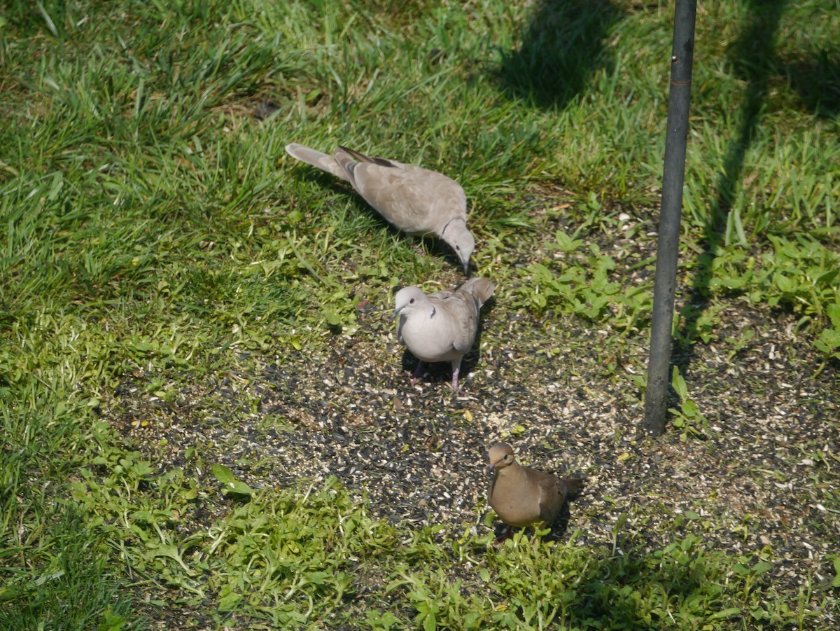 Eurasian Collared-Dove - ML610782812