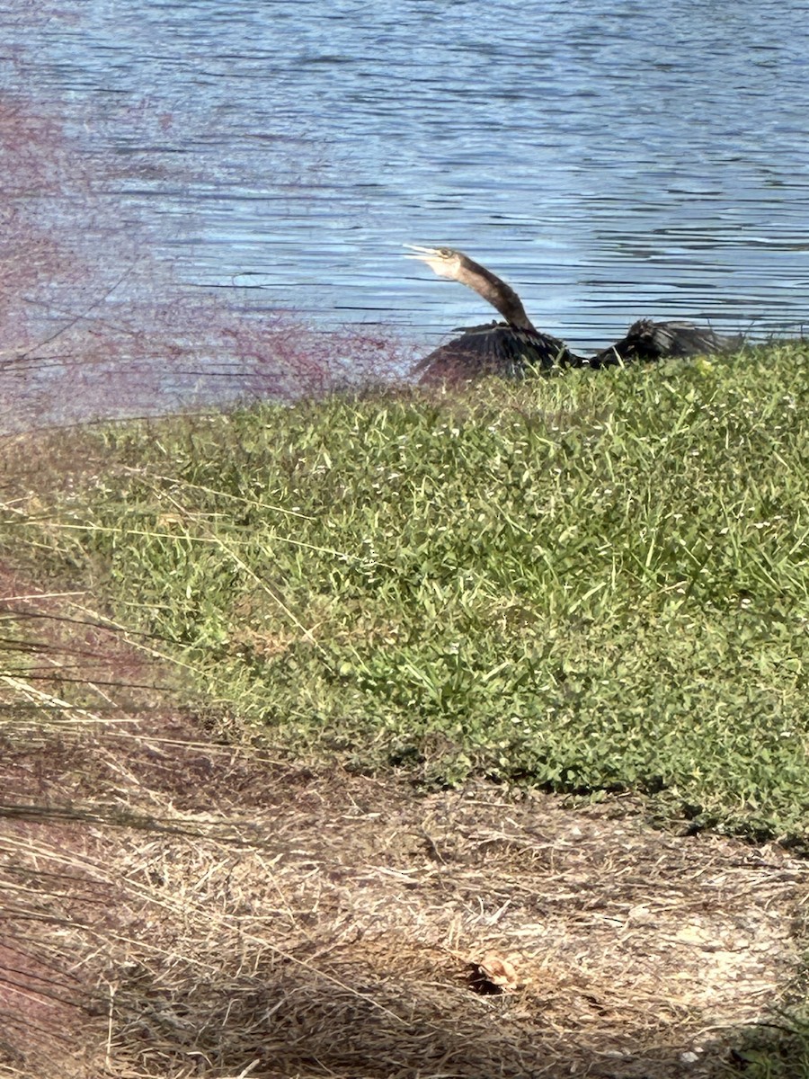 Anhinga - ML610782833