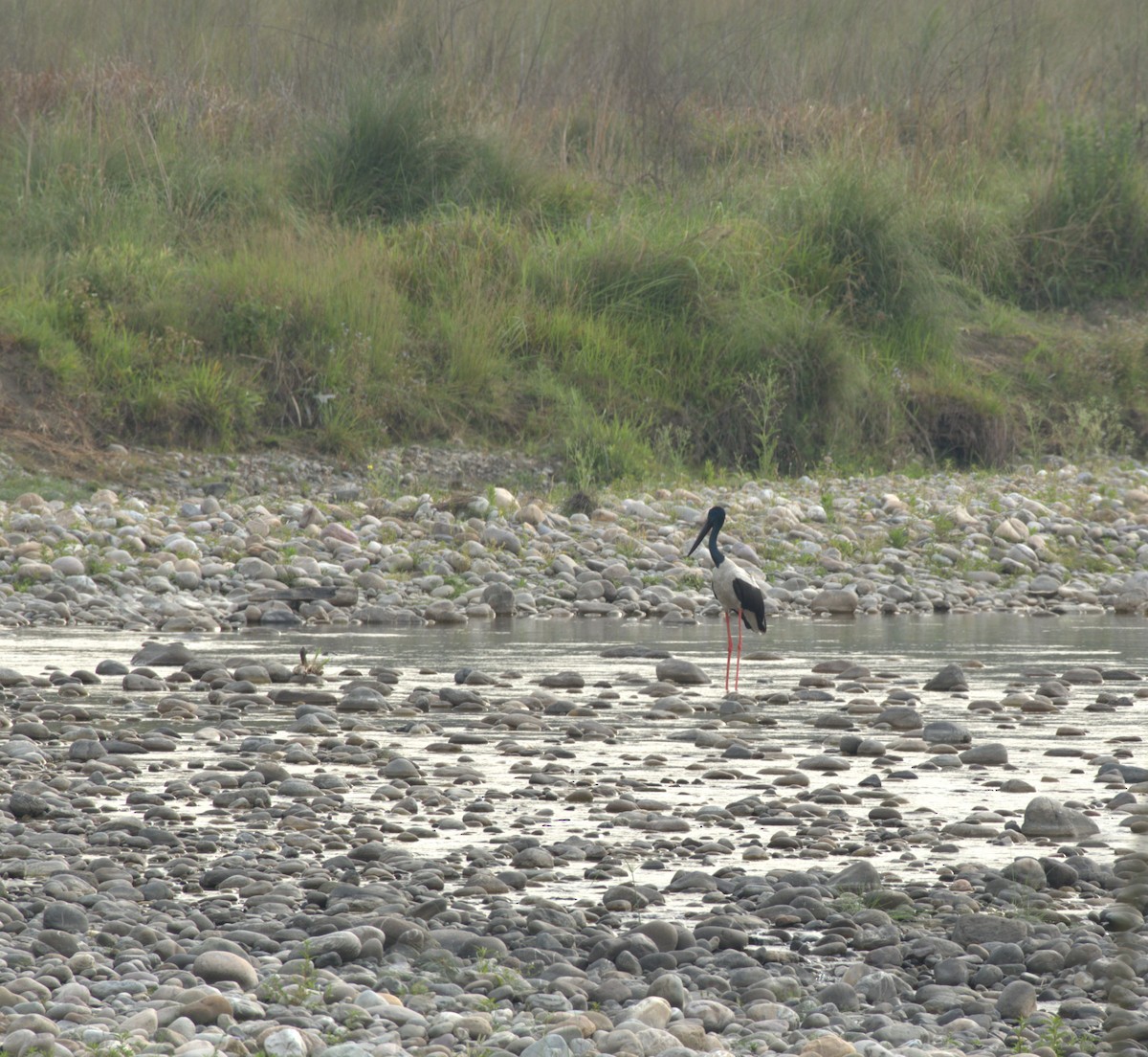 Black-necked Stork - Raghavendra S