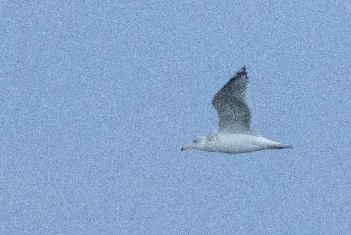 Goéland argenté (smithsonianus) - ML610782907