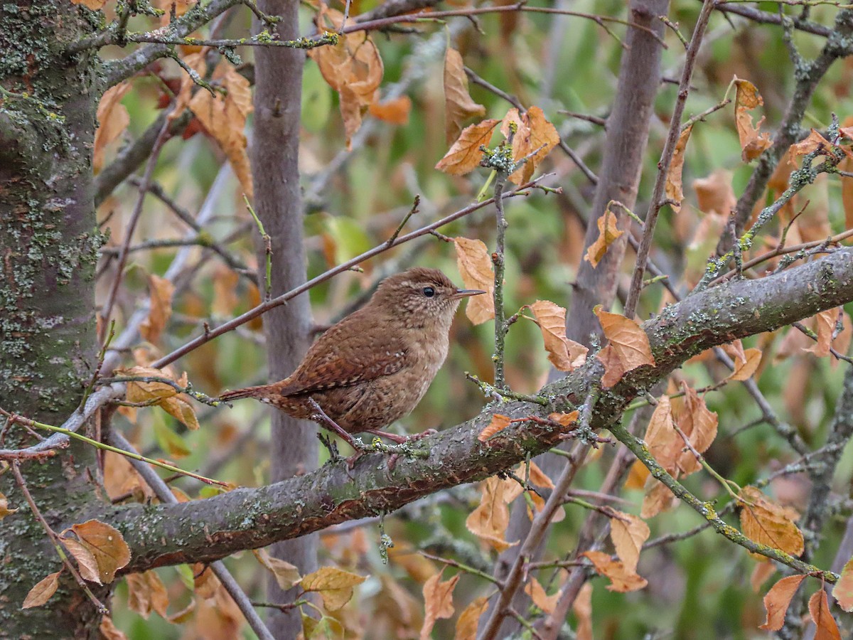 Eurasian Wren - Станислав Гр.