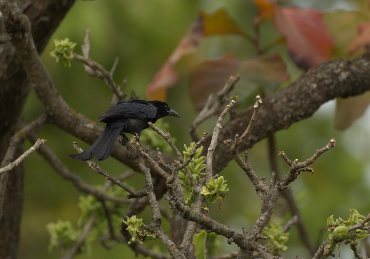Hair-crested Drongo - ML610783000