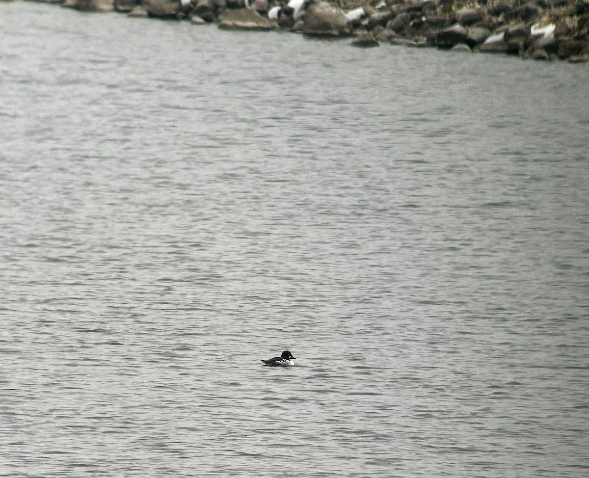 Common Goldeneye - ML610783002