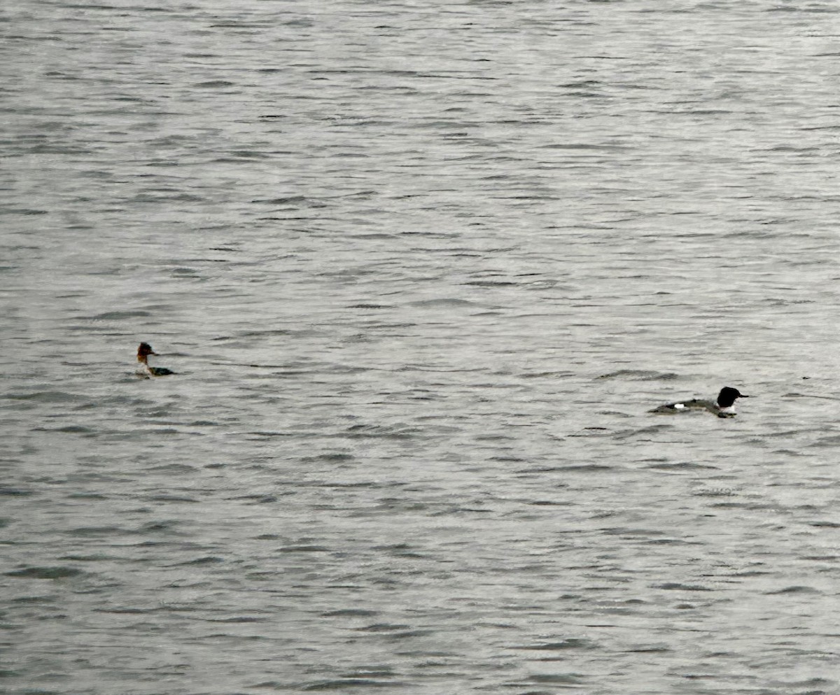 Red-breasted Merganser - ML610783011