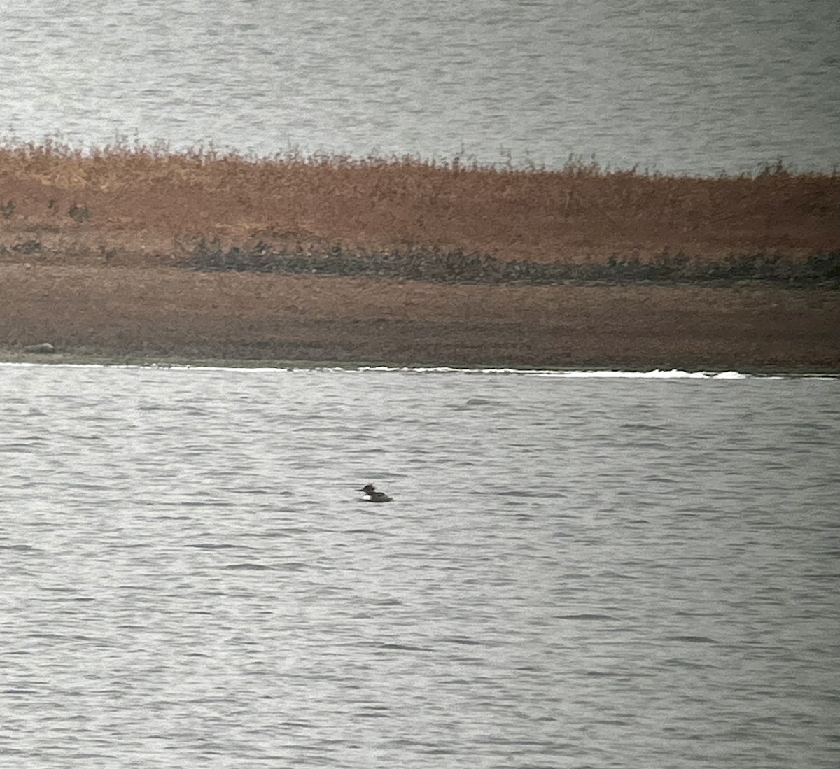 Red-breasted Merganser - ML610783012