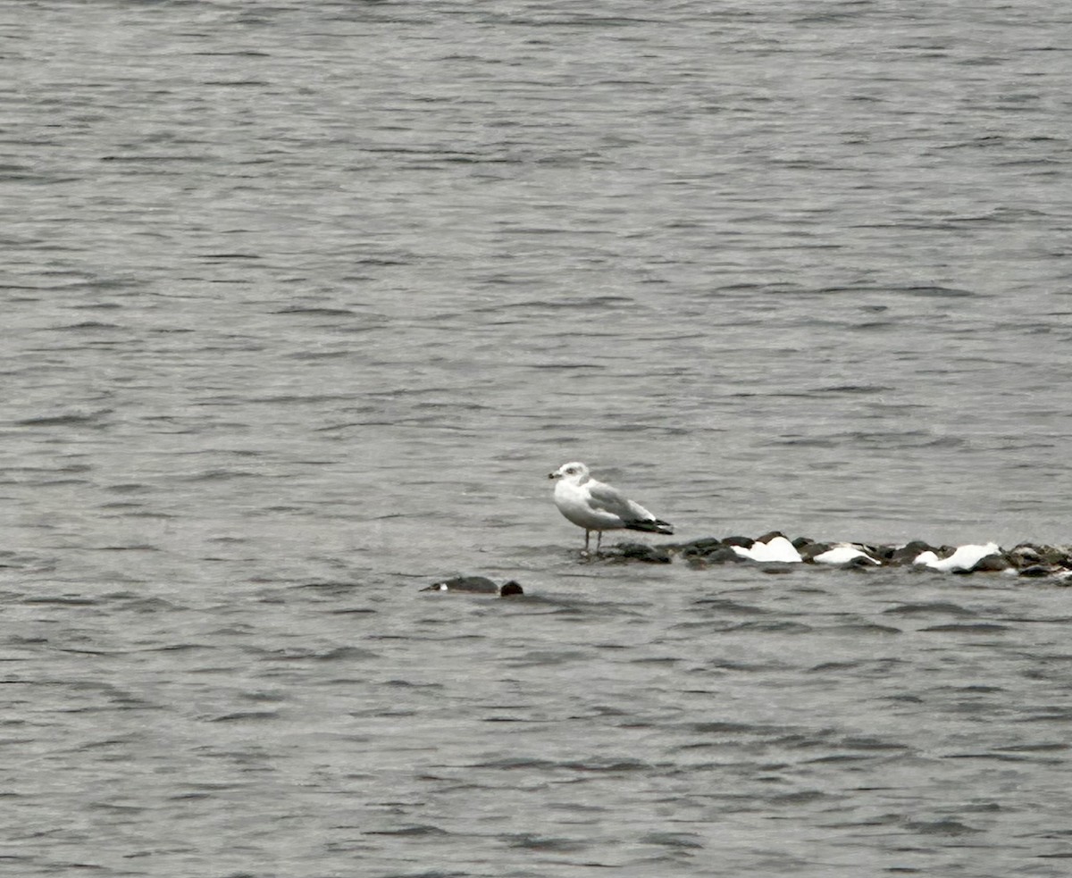 Ring-billed Gull - ML610783020