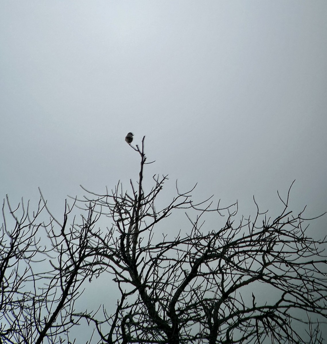 Northern Shrike - Garrett MacDonald