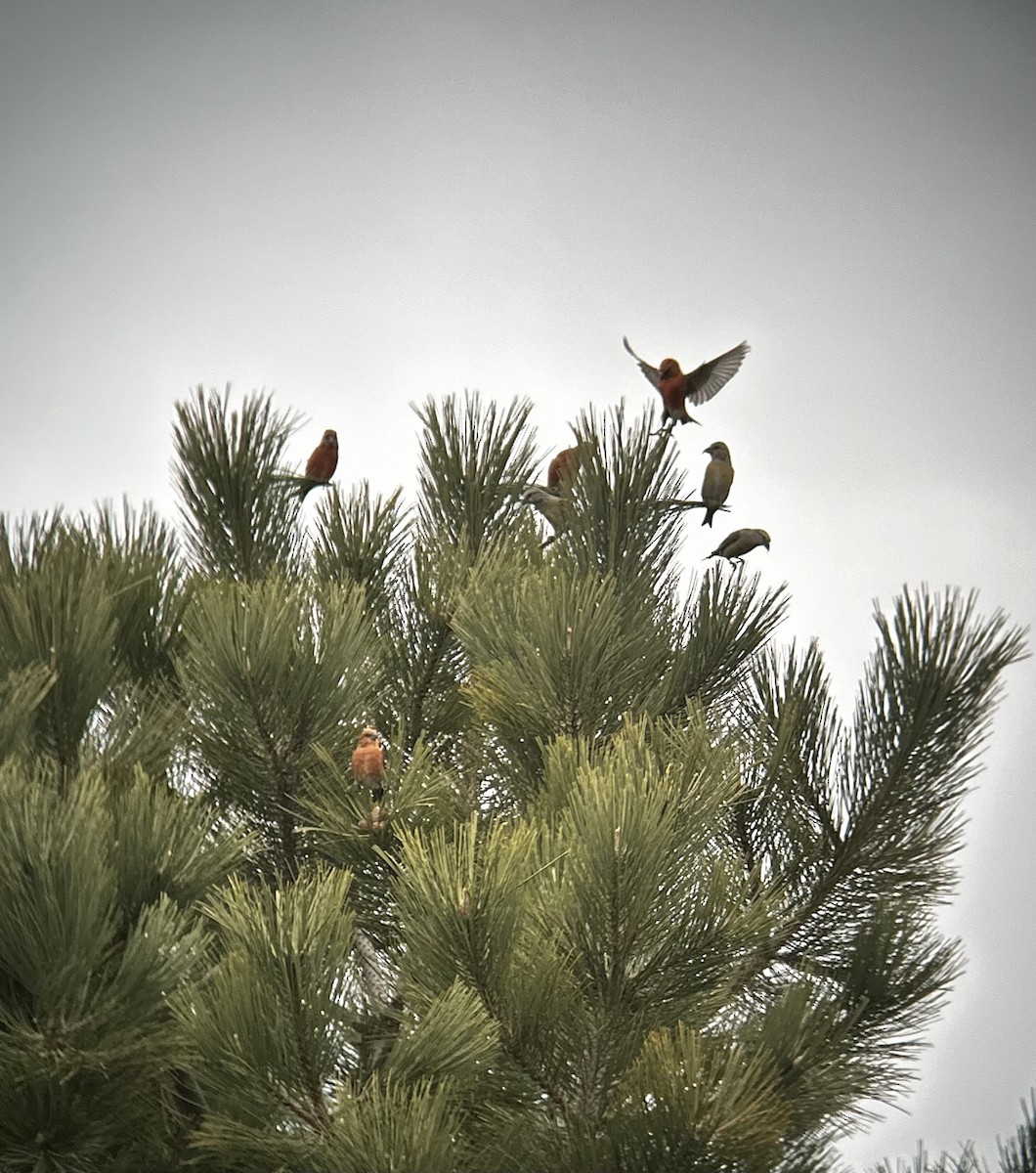 Red Crossbill - Garrett MacDonald