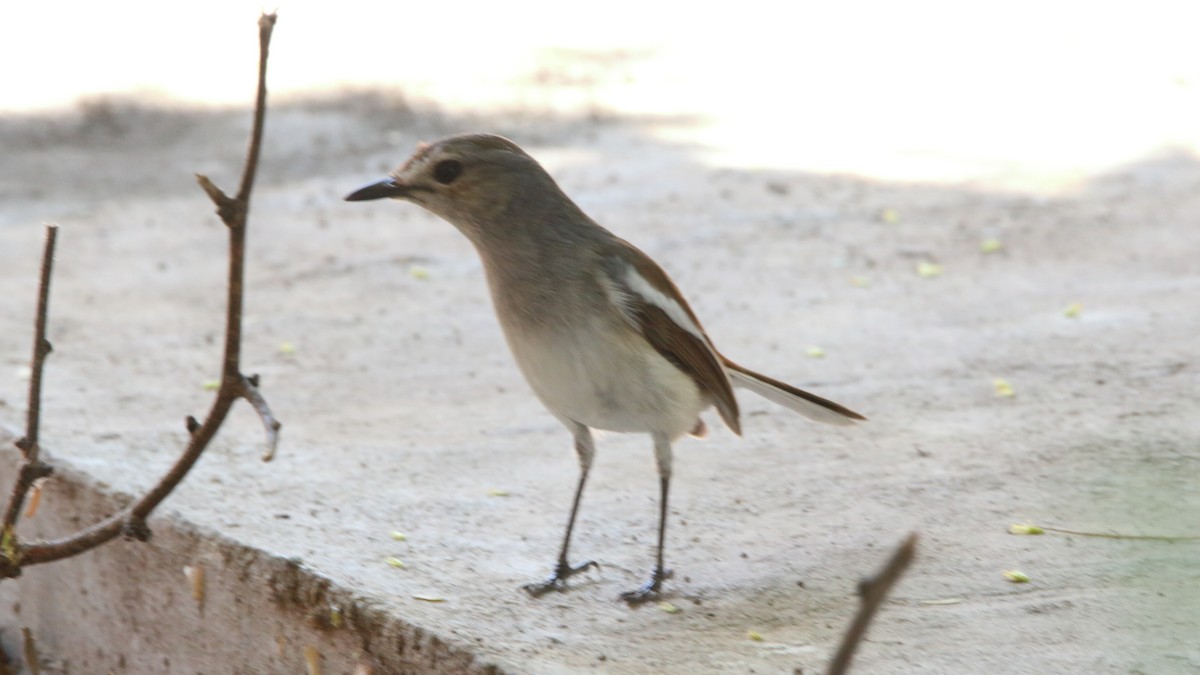 Madagascar Magpie-Robin (White-winged) - ML610783114