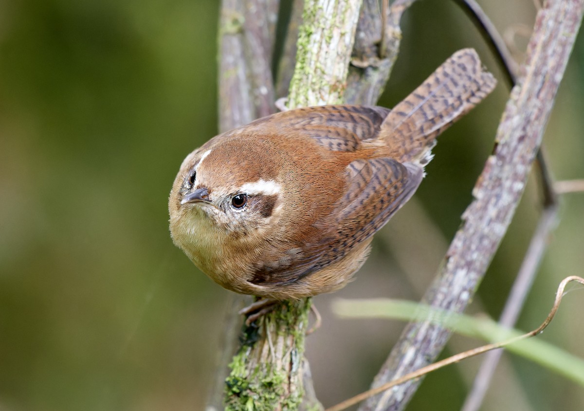 Mountain Wren - ML610783209