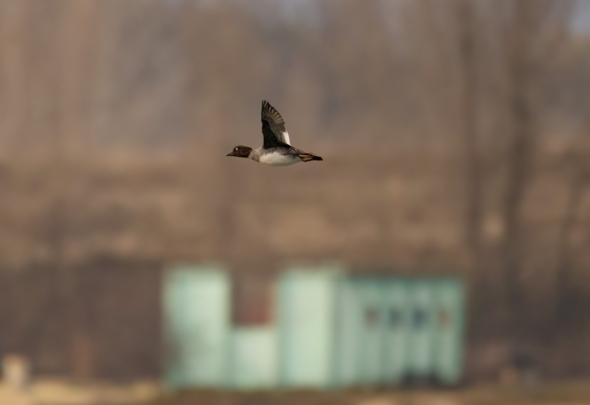 Common Goldeneye - ML610783230