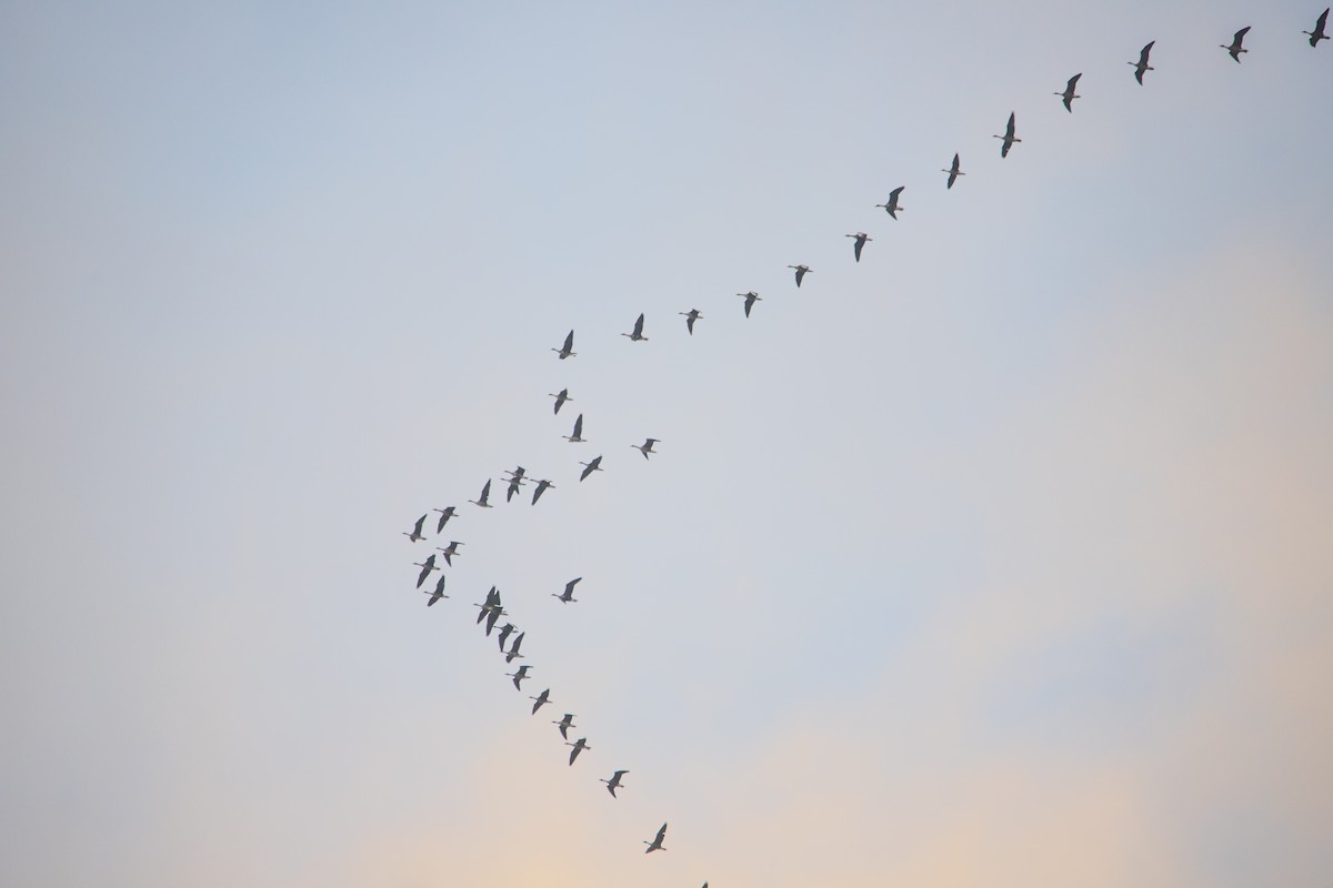 Greater White-fronted Goose - ML610783237