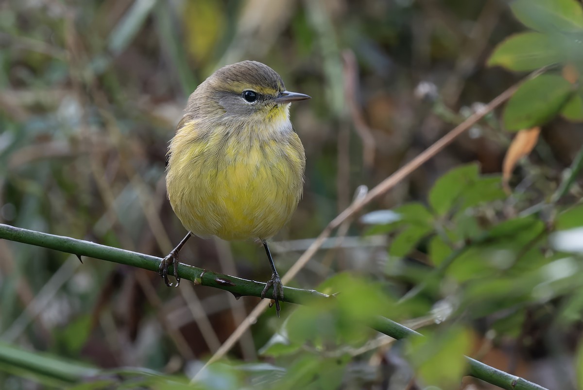 Palm Warbler - ML610783321