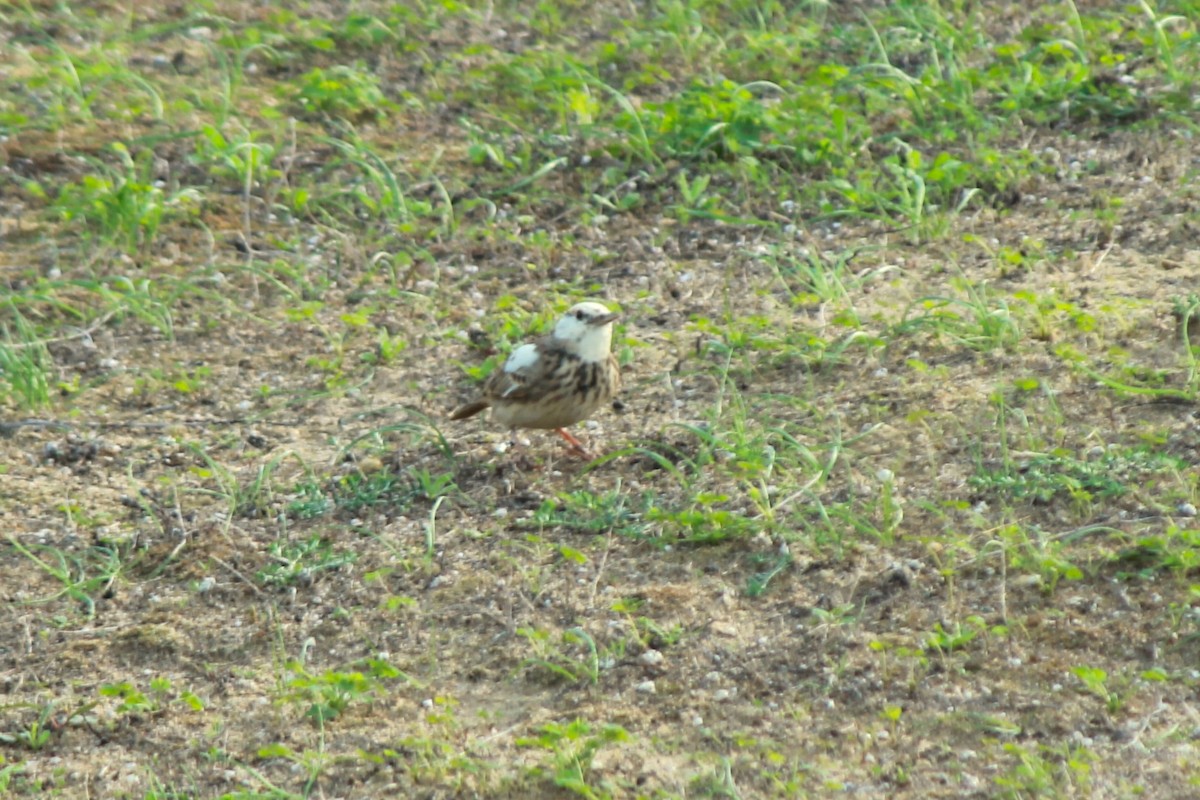 Crested Lark - ML610783477