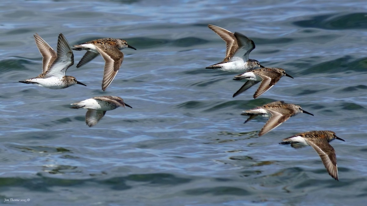 Bergstrandläufer - ML610783486