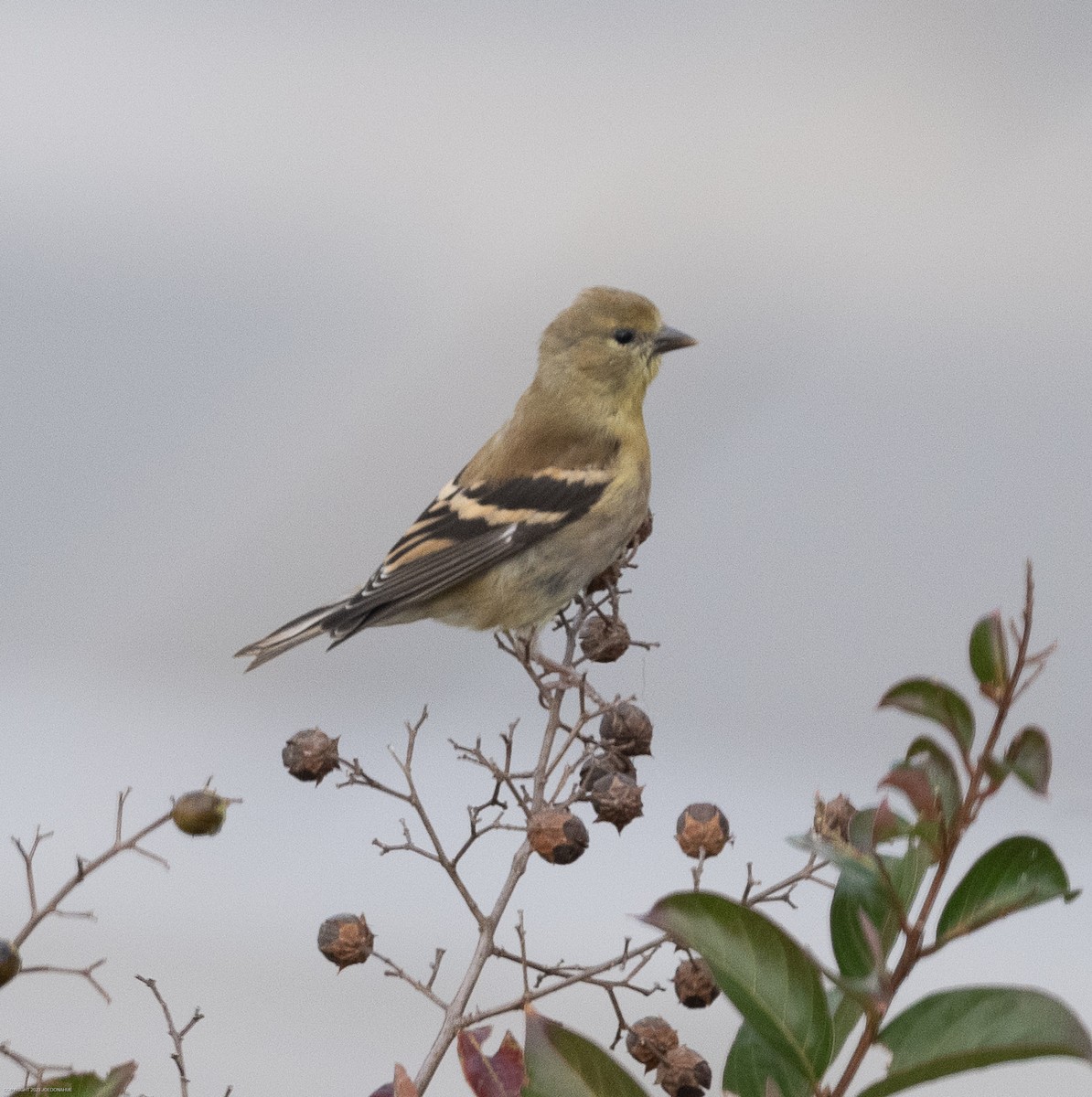 American Goldfinch - ML610783580