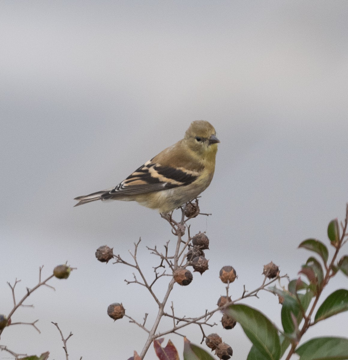 American Goldfinch - ML610783582