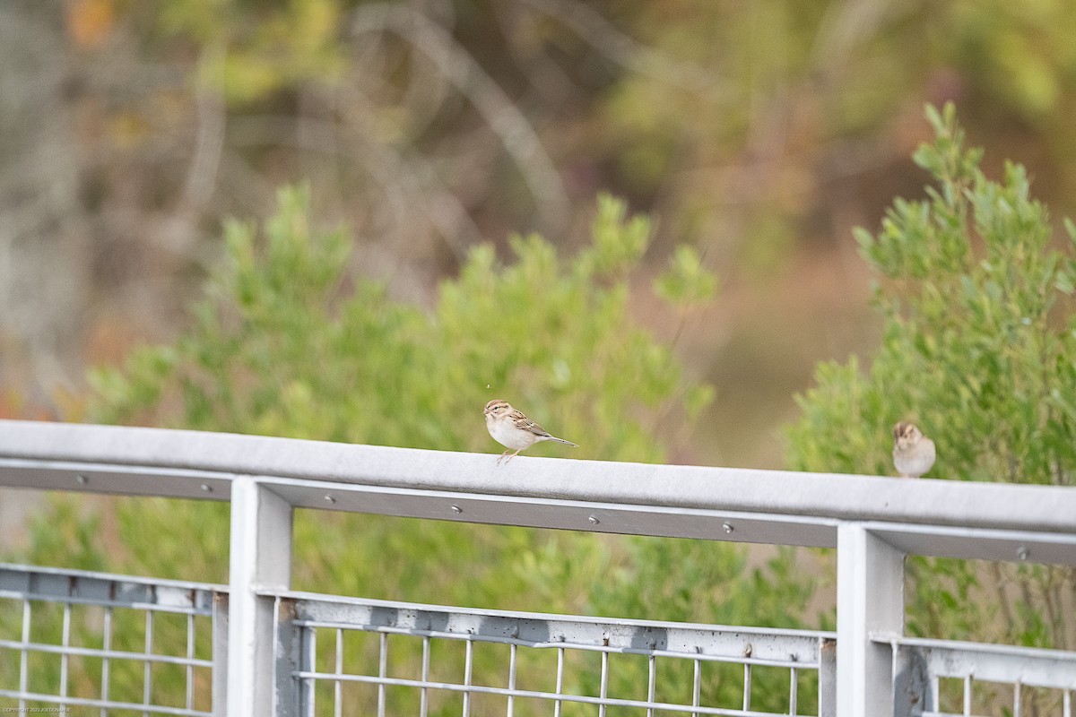 Chipping Sparrow - ML610783595