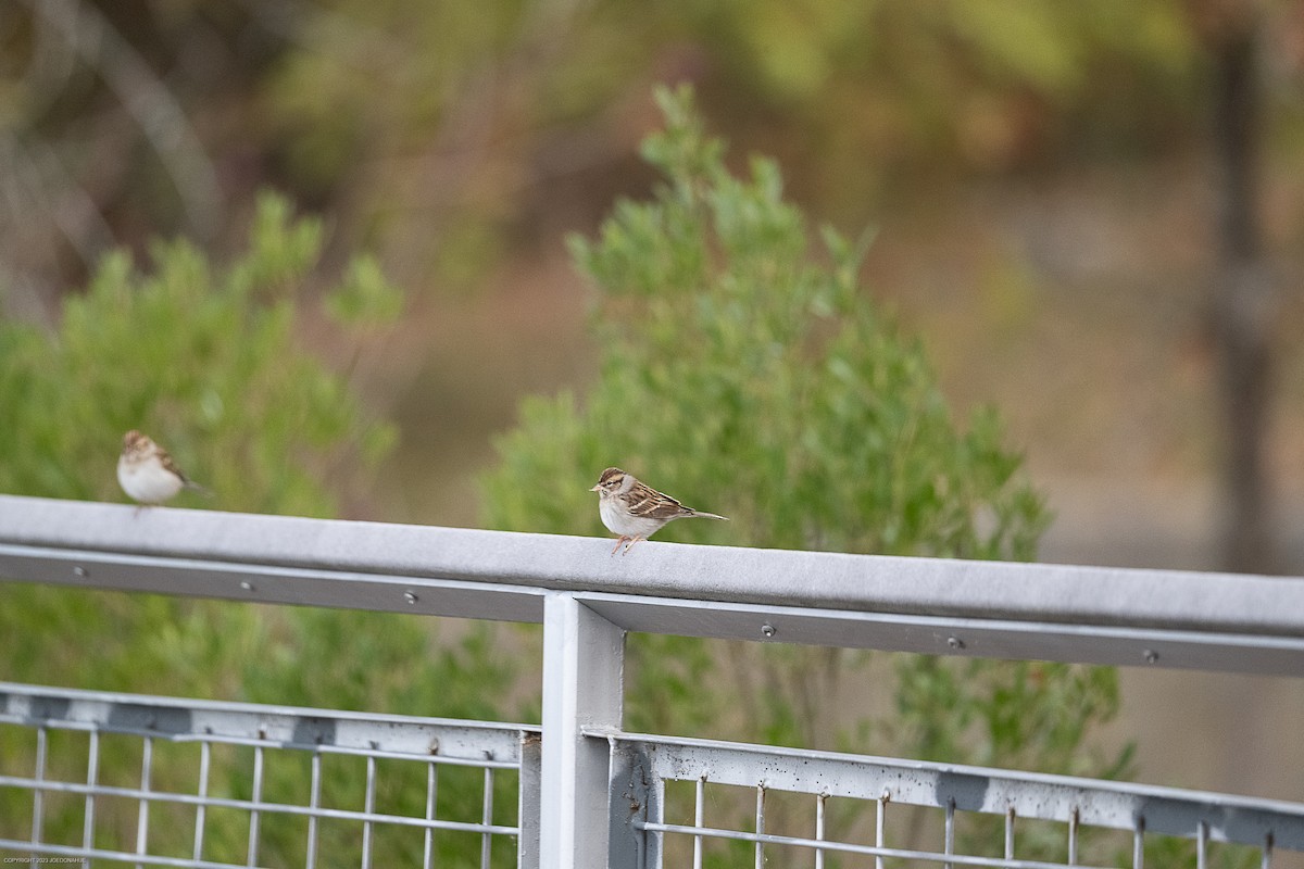 Chipping Sparrow - ML610783596