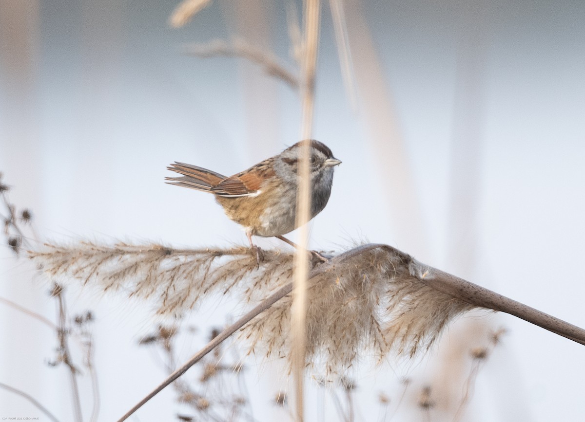Swamp Sparrow - ML610783652