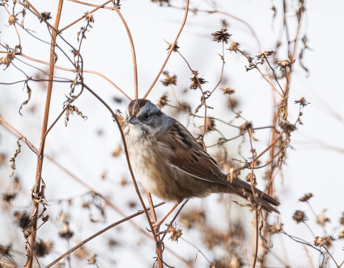Swamp Sparrow - ML610783653