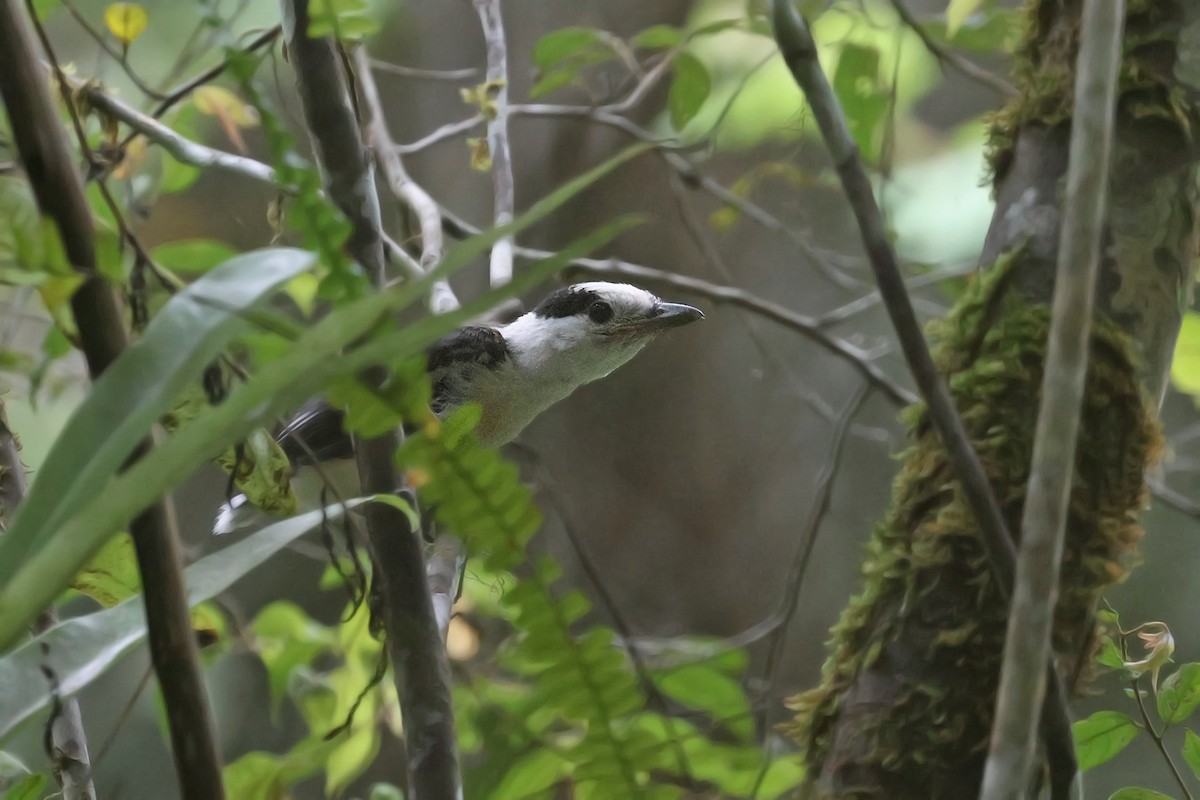 Hook-billed Vanga - Charley Hesse TROPICAL BIRDING