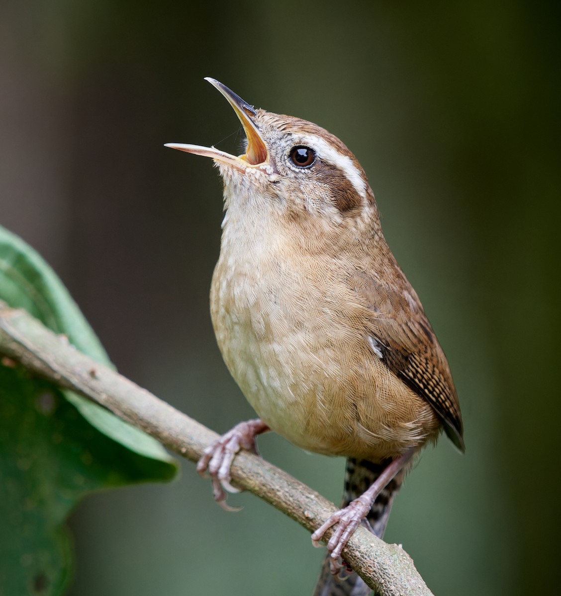 Mountain Wren - ML610783710