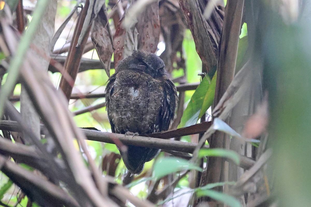 Madagascar Scops-Owl (Rainforest) - Charley Hesse TROPICAL BIRDING
