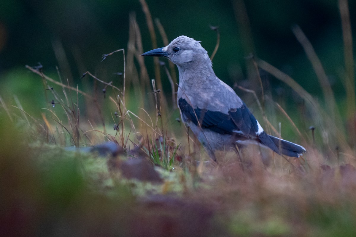 Clark's Nutcracker - ML610783750