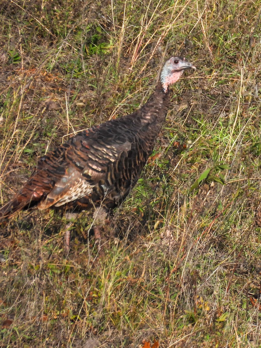 Wild Turkey - ML610783765