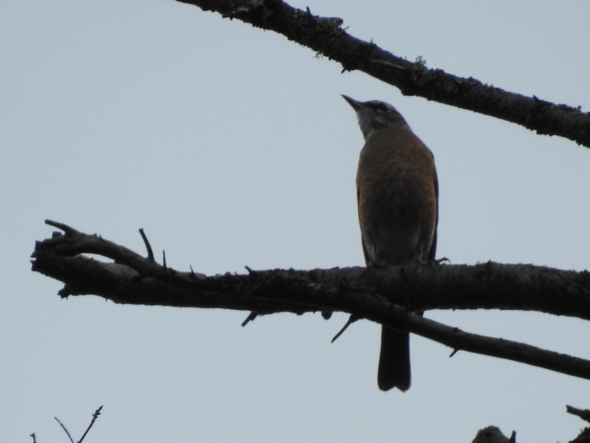 American Robin - ML610784042