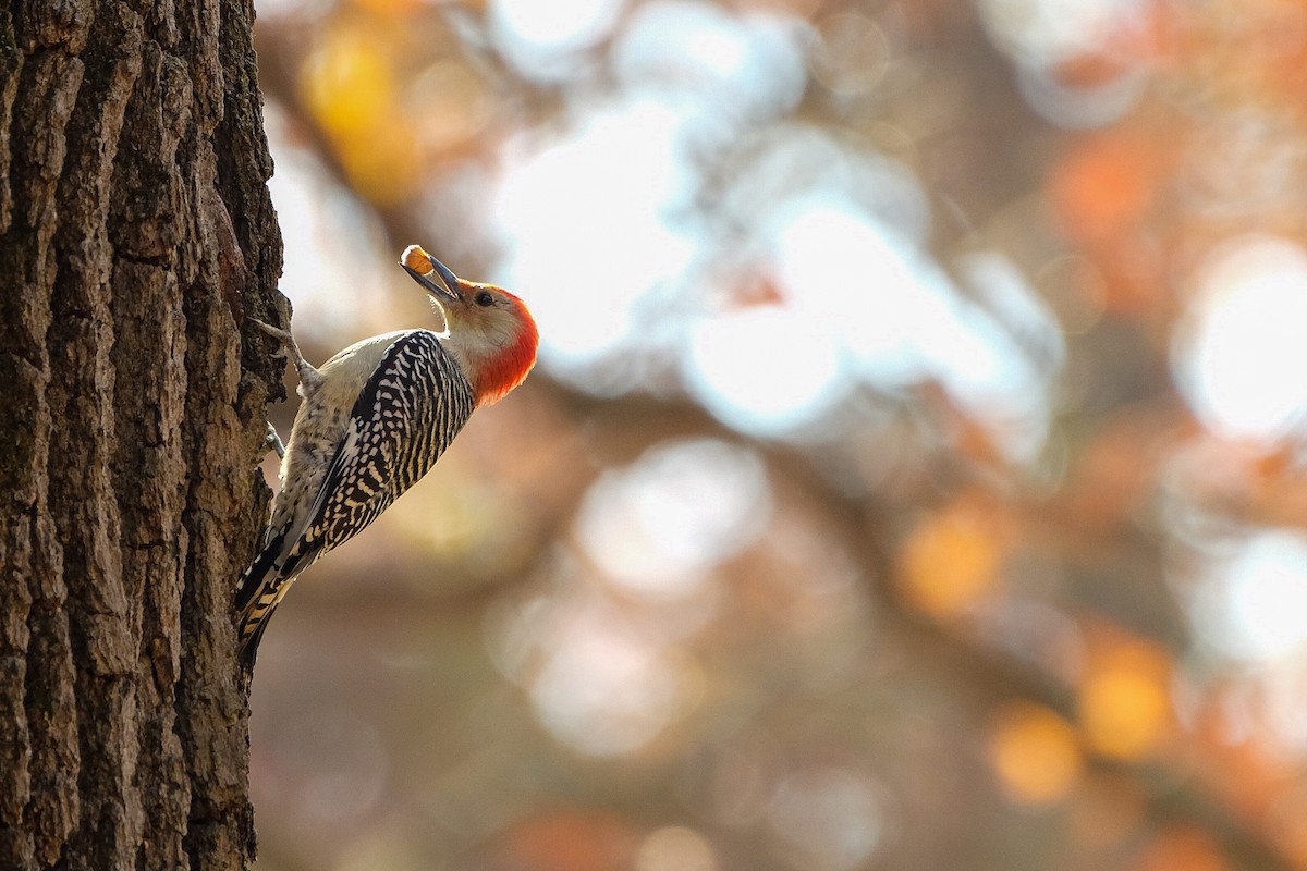 Red-bellied Woodpecker - ML610784139