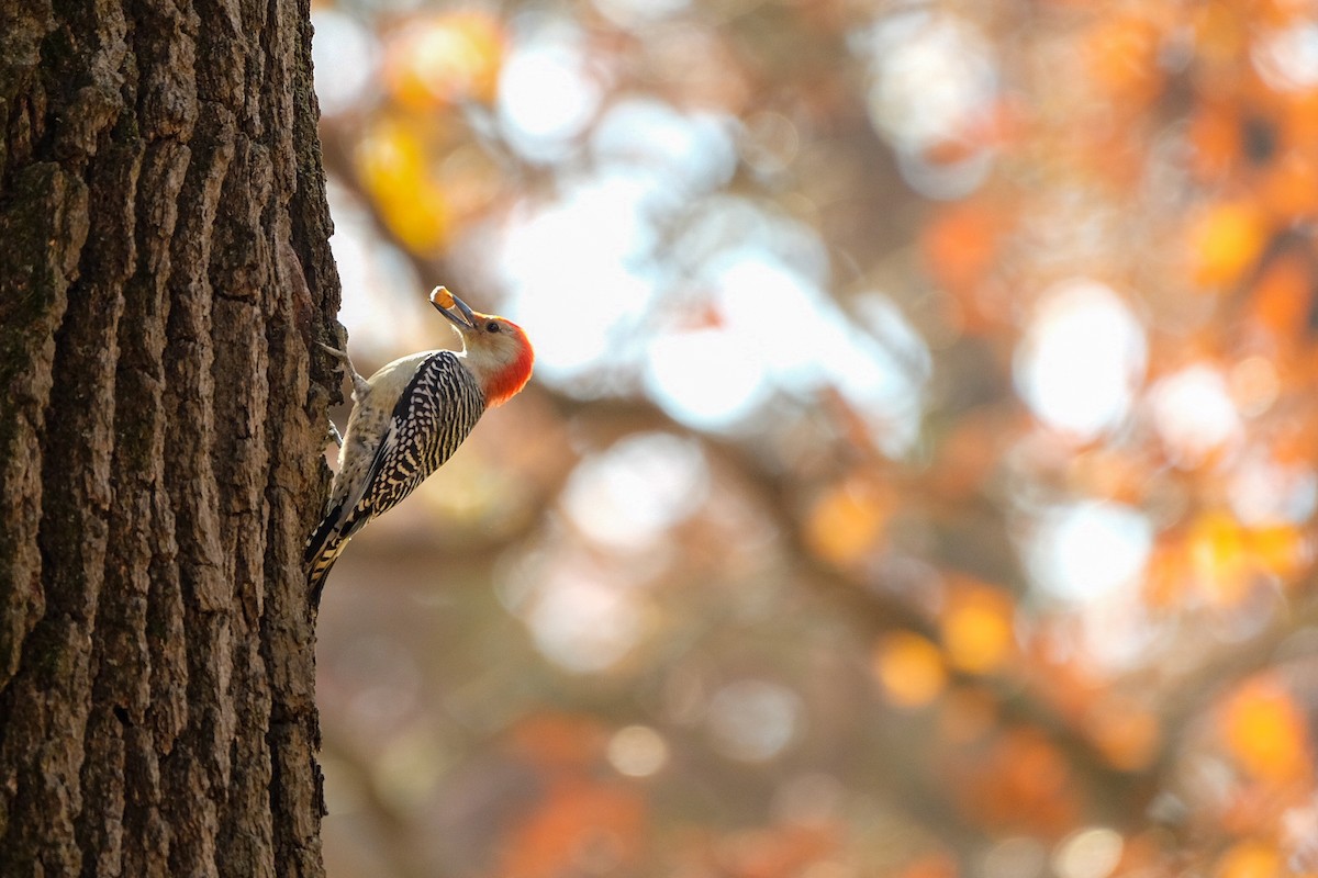 Red-bellied Woodpecker - ML610784140