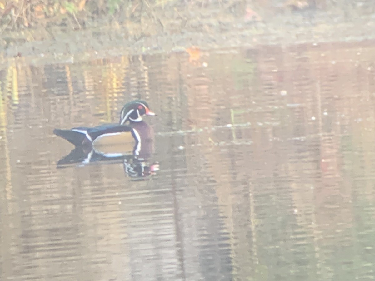 Wood Duck - ML610784148