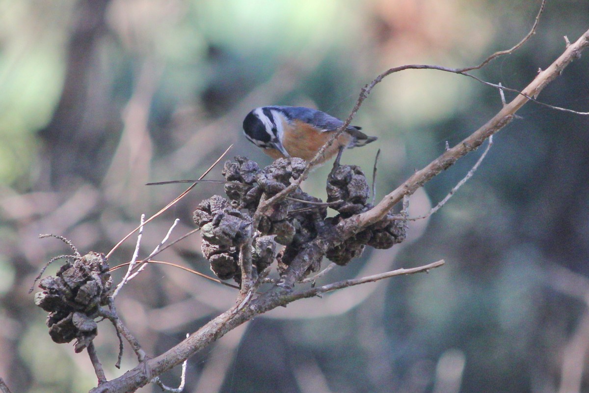 Red-breasted Nuthatch - ML610784211